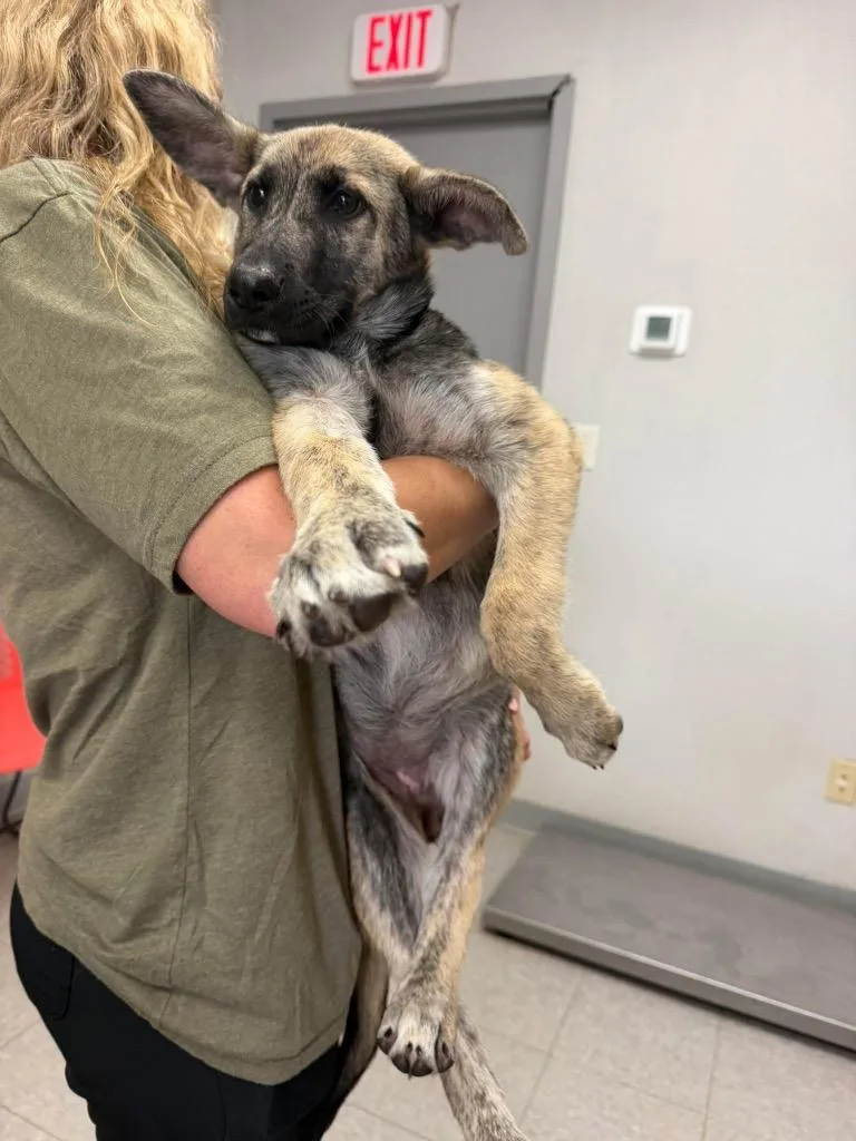 A baby medium-sized female German Shepherd Dog dog named D for adoption in Sorrento, LA