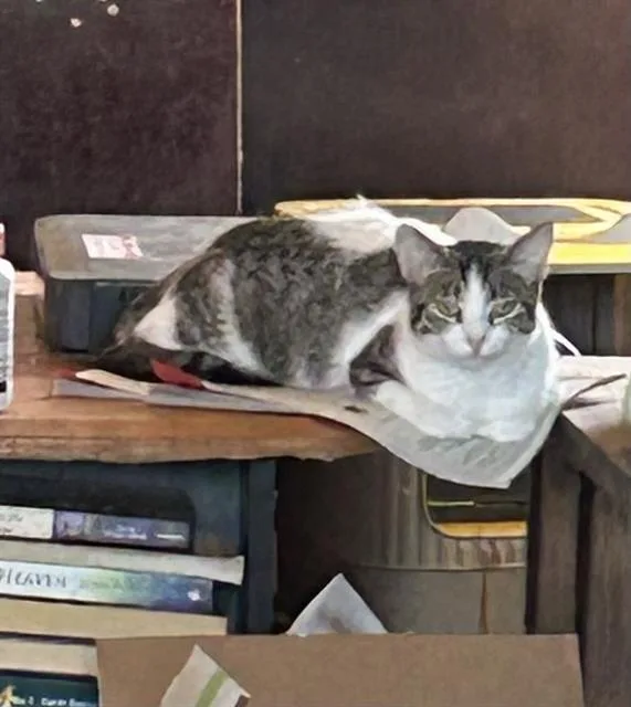 A young large-sized female Domestic Short Hair cat named Oreo for adoption in Martinez, CA