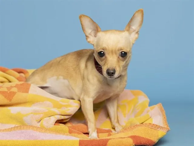 A young small-sized female Chihuahua dog named Oatmeal for adoption in Phoenix, AZ
