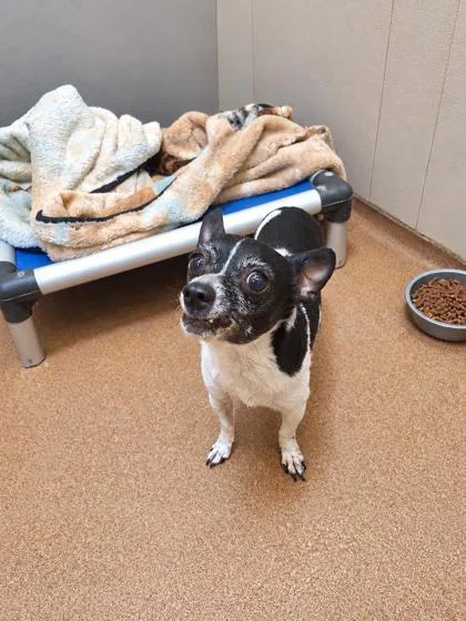 A senior small-sized female Black Chihuahua dog named Muah for adoption in Winfield, KS