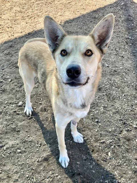 An adult medium-sized female German Shepherd Dog dog named Leah for adoption in Albuquerque, NM
