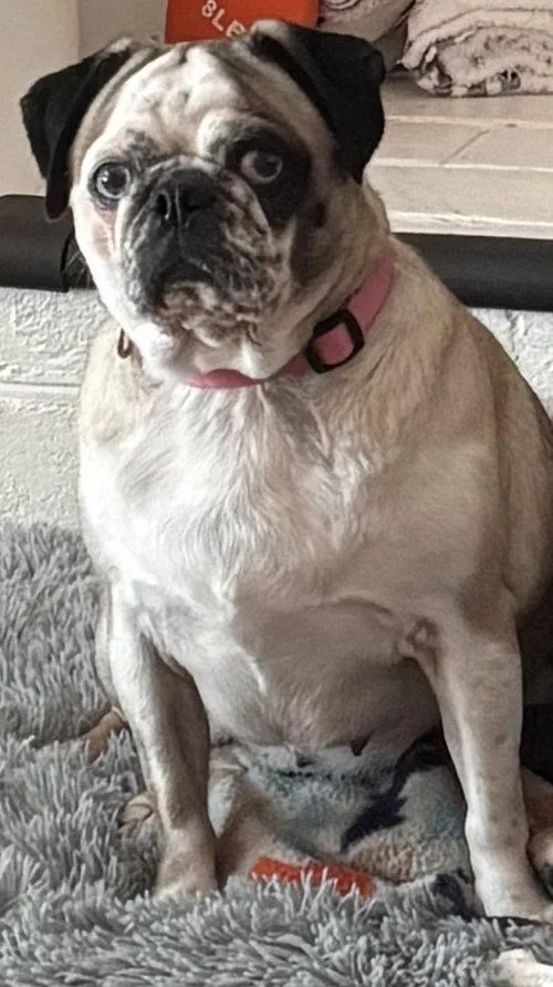 Willa Bear