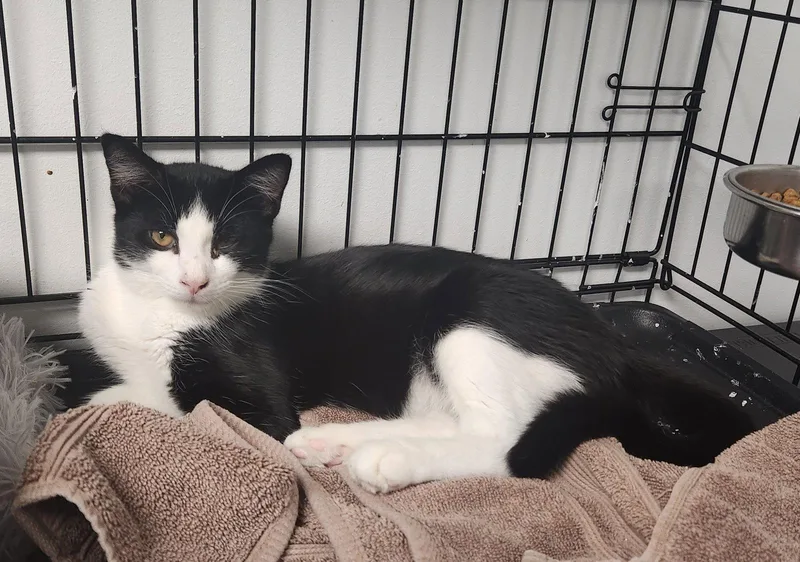 A young medium-sized female Black & White / Tuxedo Domestic Short Hair cat named Deanna for adoption in Herndon, VA