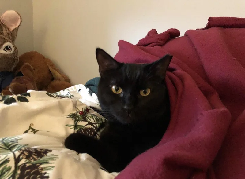An adult medium-sized male Black Domestic Short Hair cat named Chazzy & Ollie for adoption in Somerville, MA