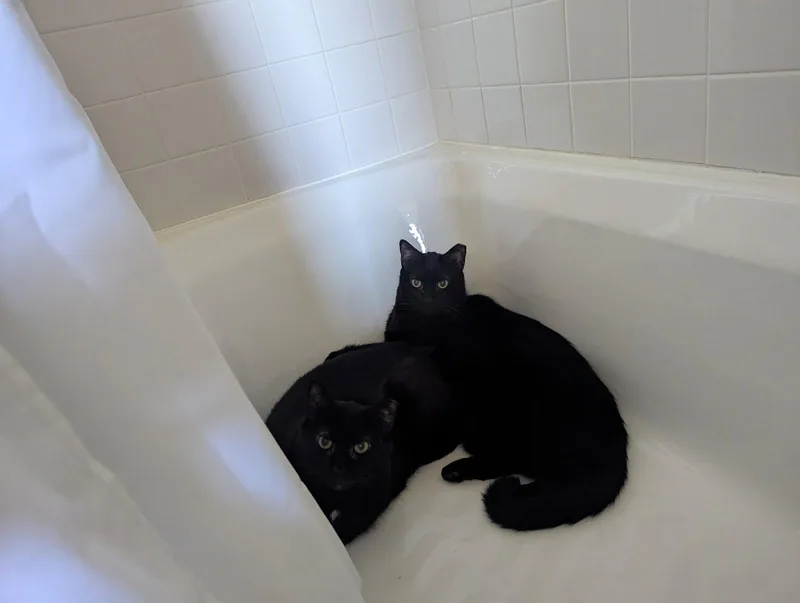 Chazzy & Ollie thumbnail 2