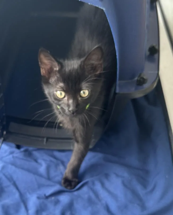 A baby small-sized female Black Domestic Short Hair cat named Junie for adoption in La Jolla, CA