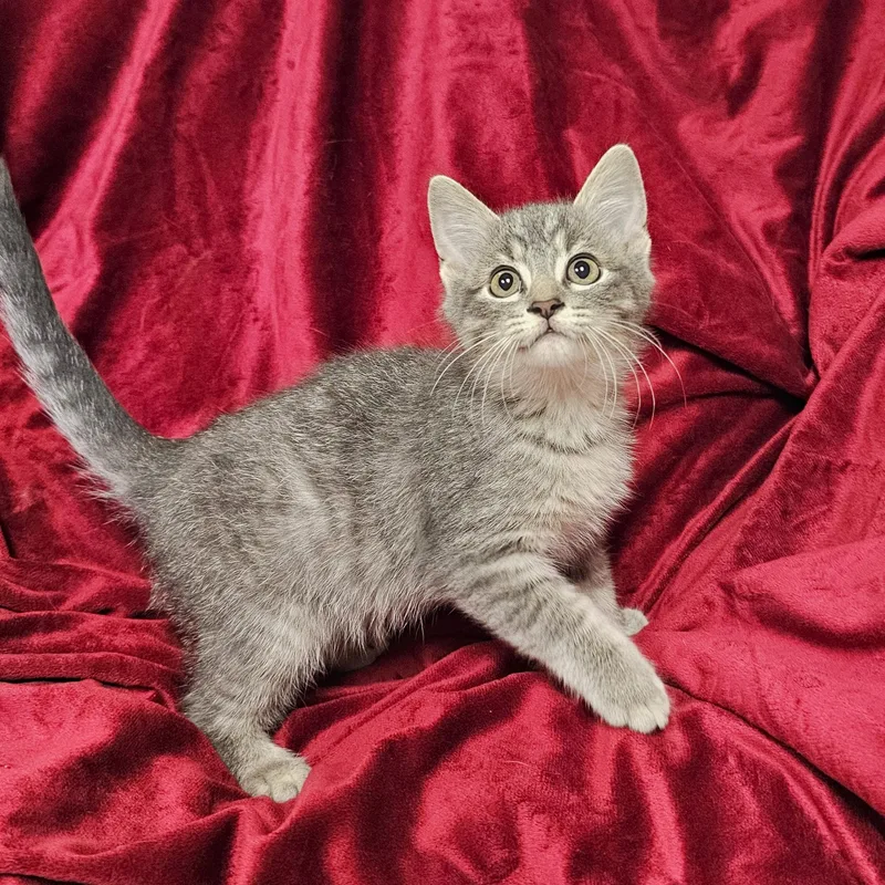 A baby medium-sized male Domestic Short Hair cat named Broseph for adoption in Searcy, AR