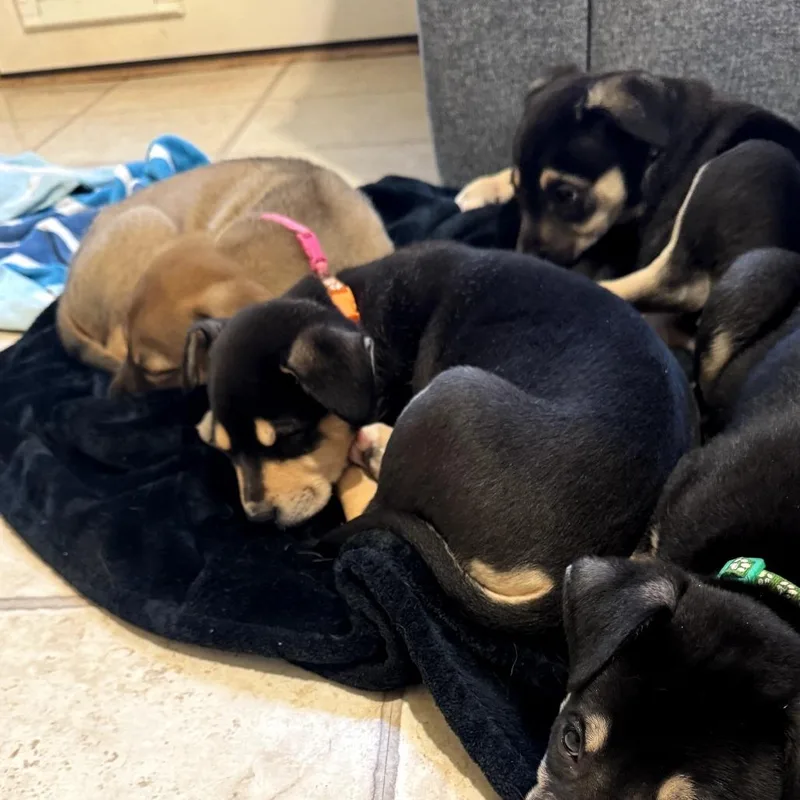 A baby medium-sized female Black German Shepherd Dog dog named Reba for adoption in Potomac, MD