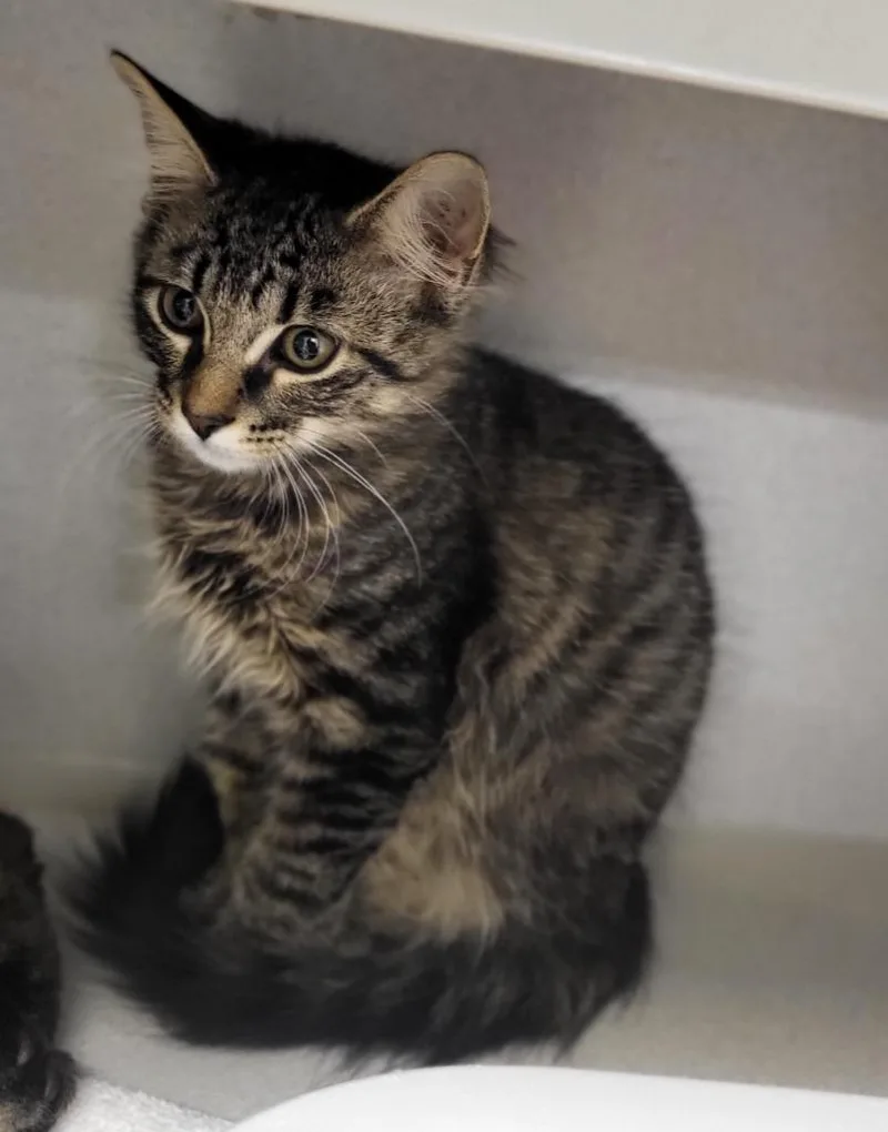 A baby medium-sized male Domestic Long Hair cat named Bates for adoption in Bloomington, IN