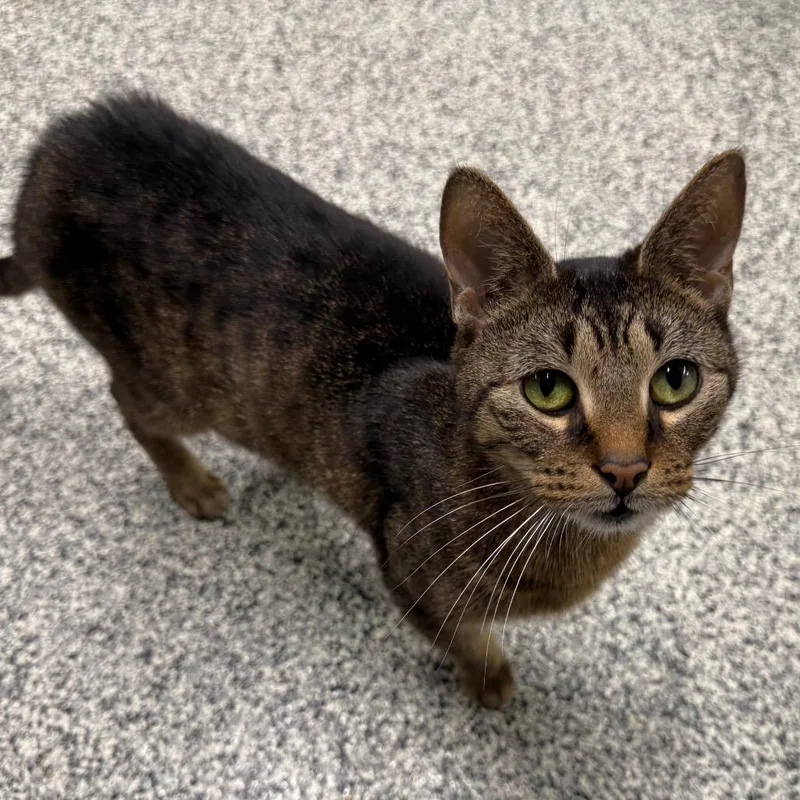 An adult medium-sized female Brown / Chocolate Domestic Short Hair cat named Cleopatra for adoption in Traverse City, MI