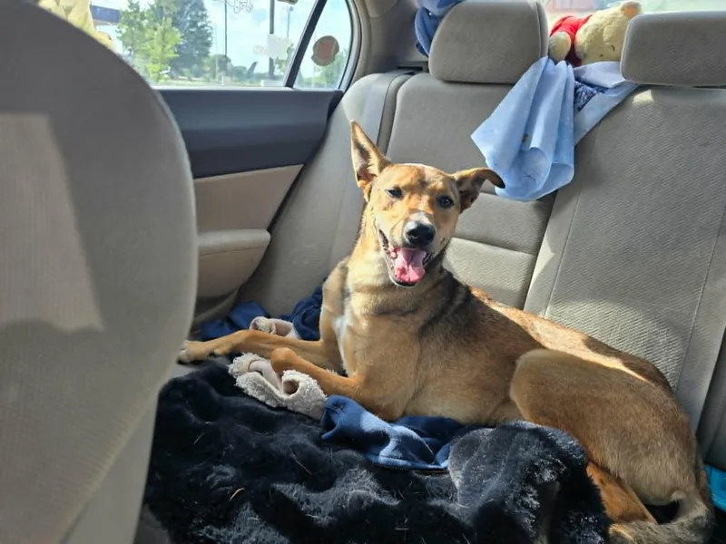 A young small-sized male Bicolor Shepherd dog named Eneo for adoption in Dyer, IN