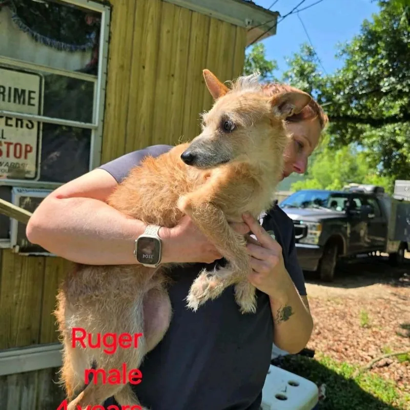 An adult small-sized male Yellow / Tan / Blond / Fawn Chihuahua dog named Ruger for adoption in Baton Rouge, LA