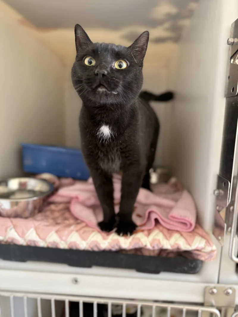 A baby medium-sized female Black Domestic Short Hair cat named Goonie for adoption in Dillon, MT