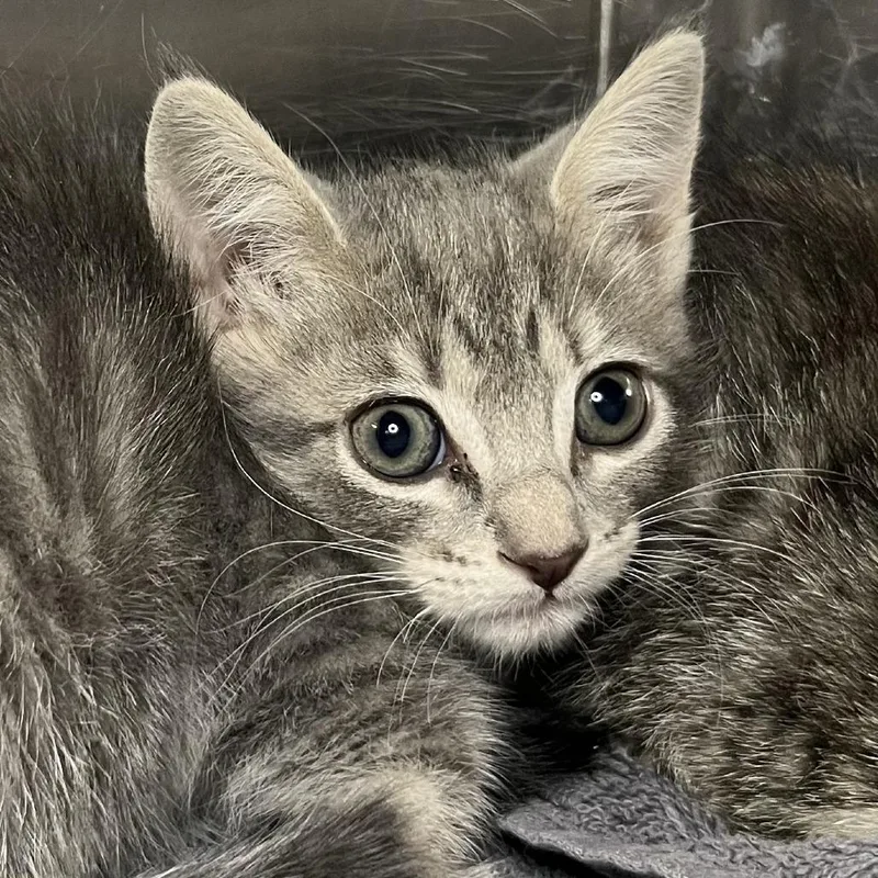 A baby small-sized female Gray / Blue / Silver Domestic Short Hair cat named Tatiana for adoption in Palm Springs, CA
