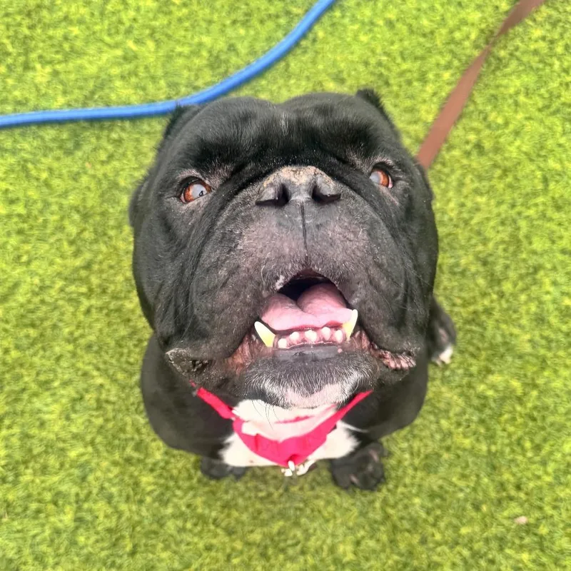 An adult medium-sized male Mixed Breed dog named Jetpack for adoption in Pittsburgh, PA