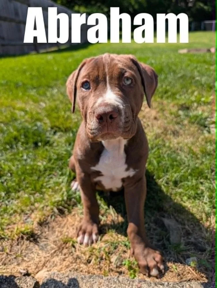 A baby medium-sized male Pit Bull Terrier dog named Abraham for adoption in harrison city, PA