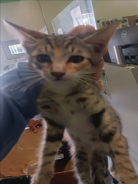 A baby small-sized female Domestic Short Hair cat named Queso for adoption in Los Angeles, CA