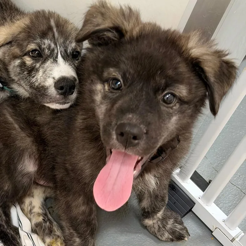 A baby small-sized female Brindle Shepherd dog named Fortuna for adoption in Austin, TX