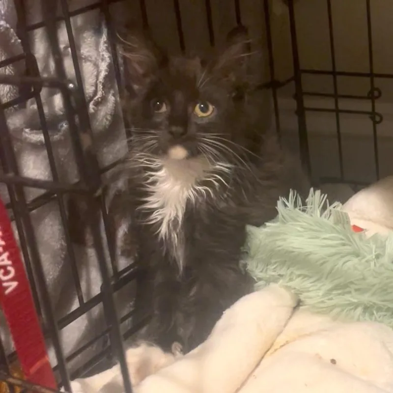 A baby small-sized female Domestic Long Hair cat named Mikette for adoption in Oakton, VA
