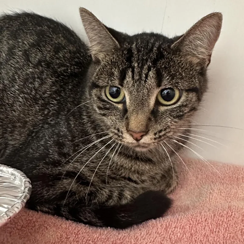 An adult medium-sized female Gray / Blue / Silver Domestic Short Hair cat named Arizona for adoption in Greensboro, NC