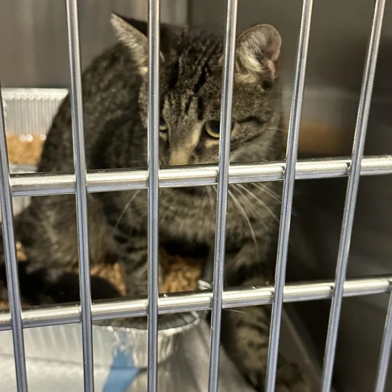 Arizona thumbnail 2