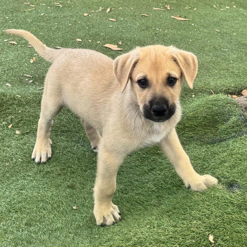 A baby large-sized male Labrador Retriever dog named Anthem Pup  Spangled for adoption in San Diego, CA