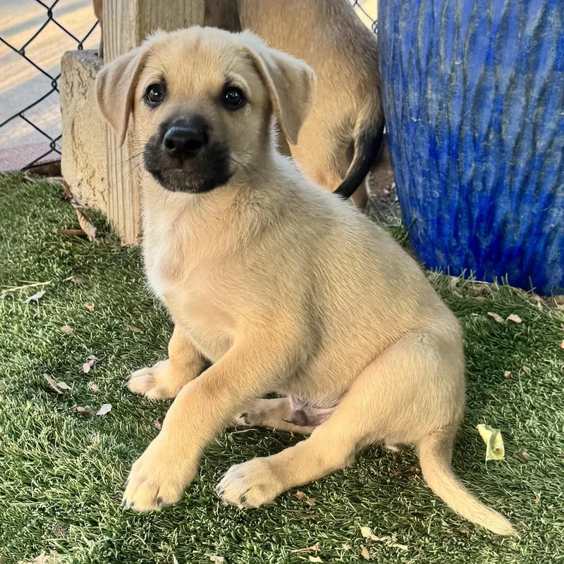 Anthem Pup  Spangled thumbnail 2