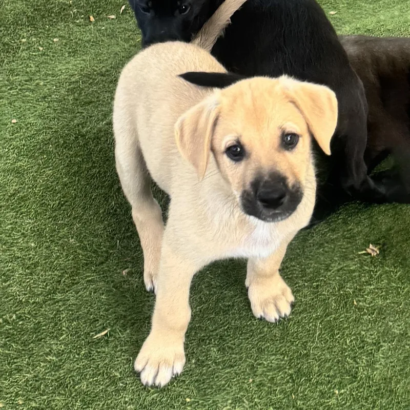 Anthem Pup  Spangled thumbnail 3