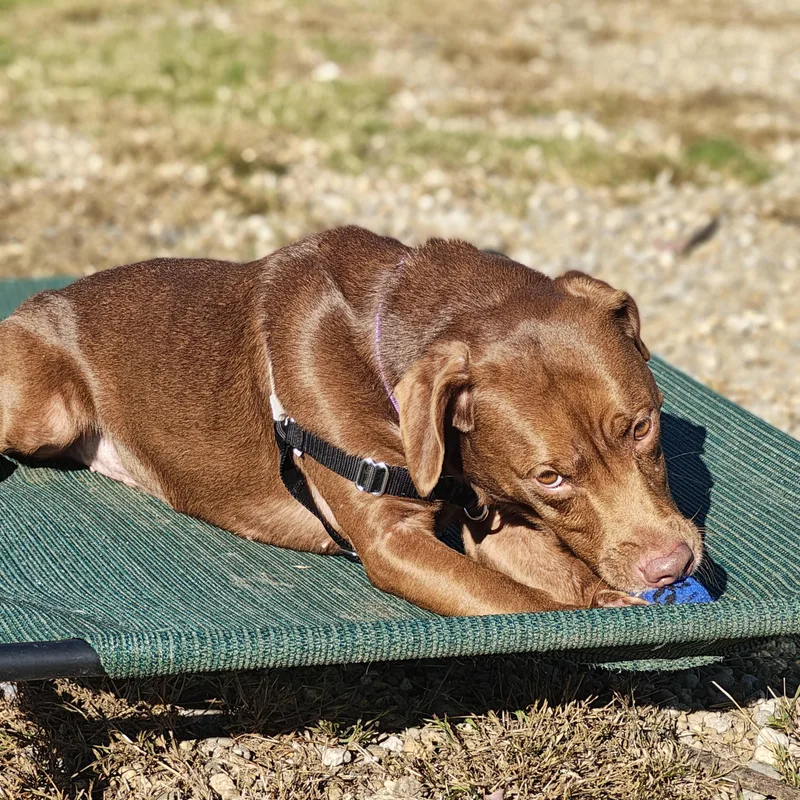 An adult medium-sized female Brown / Chocolate Chocolate Labrador Retriever dog named Tana for adoption in Salem, NH