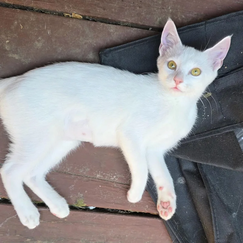 A baby small-sized female Domestic Short Hair cat named Flurry for adoption in Bentonville, AR