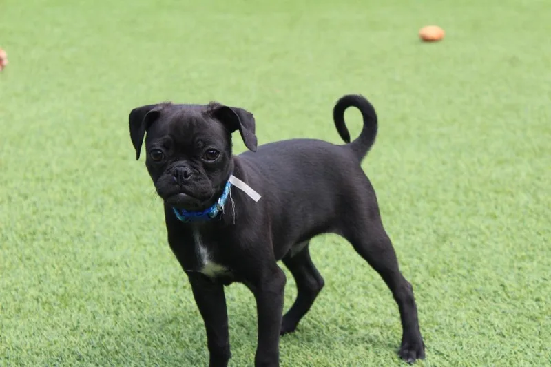A baby small-sized male Black Pug dog named Shrew for adoption in Chestertown, MD