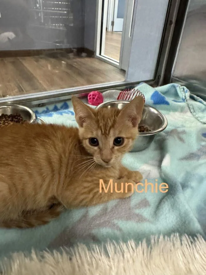 A baby medium-sized female Orange / Red Domestic Short Hair cat named Munchie for adoption in Hilton Head Island, SC