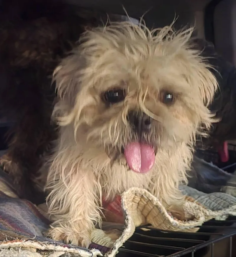 Rainy Moon $ thumbnail 2