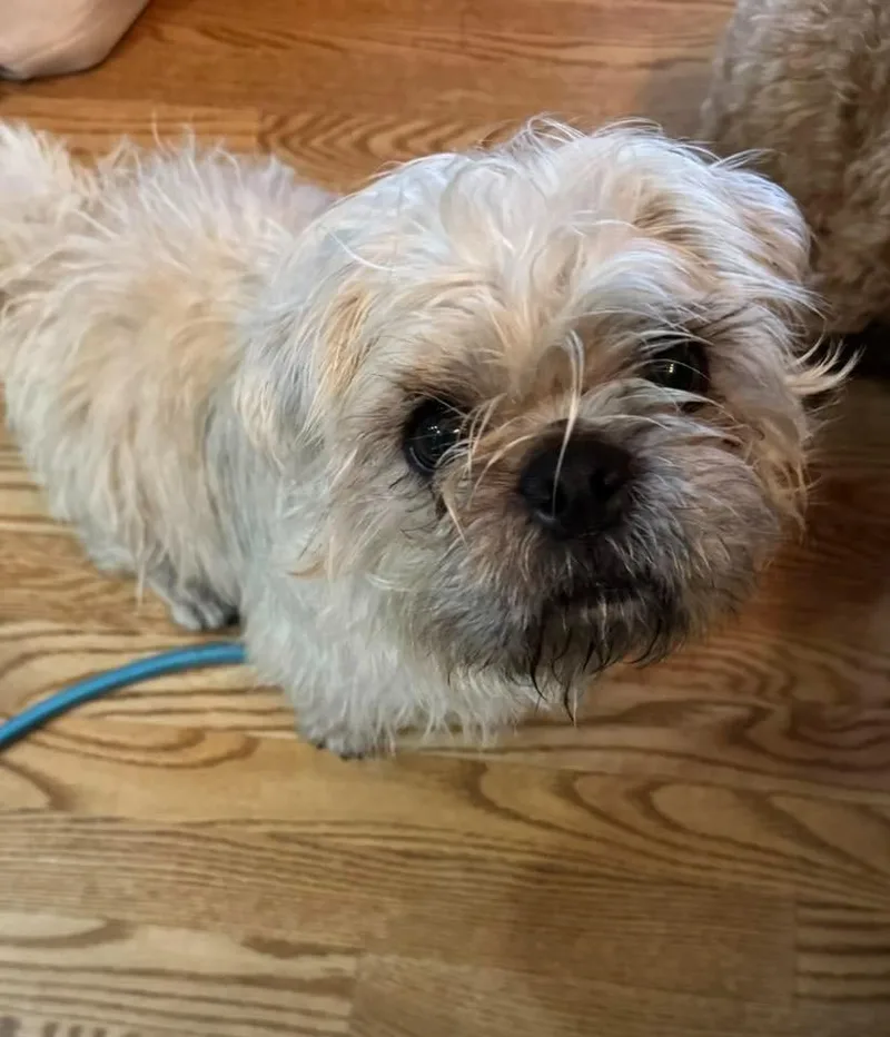 Rainy Moon $ thumbnail 4