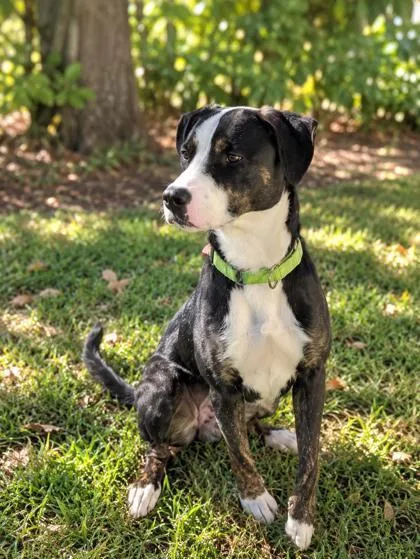 An adult large-sized female Mixed Breed dog named Flora for adoption in Savannah, GA
