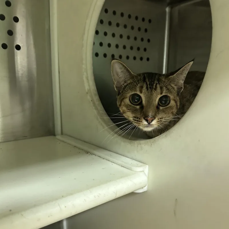 A young medium-sized female Brown / Chocolate Domestic Short Hair cat named Kreme for adoption in Starkville, MS