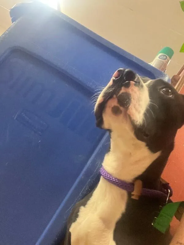 An adult large-sized male Black Mixed Breed dog named Transformer for adoption in Cincinnati, OH
