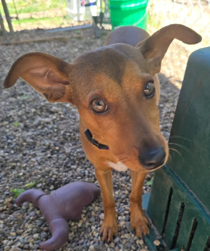 A baby small-sized female Terrier dog named Swirlie for adoption in Minneapolis, MN