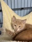 A baby medium-sized male Buff / Tan / Fawn Domestic Short Hair cat named Keegan for adoption in Heathsville, VA