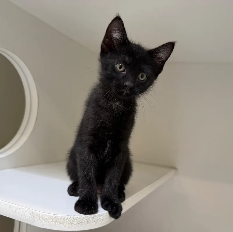 A baby medium-sized male Domestic Short Hair cat named Coco for adoption in Columbia, IL