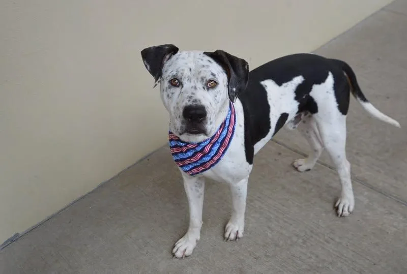 A young large-sized male Pit Bull Terrier dog named Sam for adoption in McKinney, TX