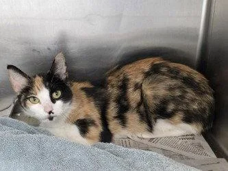 A young small-sized female Calico cat named CA Calypso for adoption in Glen Allen, VA