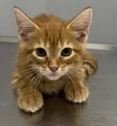 A baby medium-sized male Domestic Short Hair cat named Winston for adoption in Pella, IA