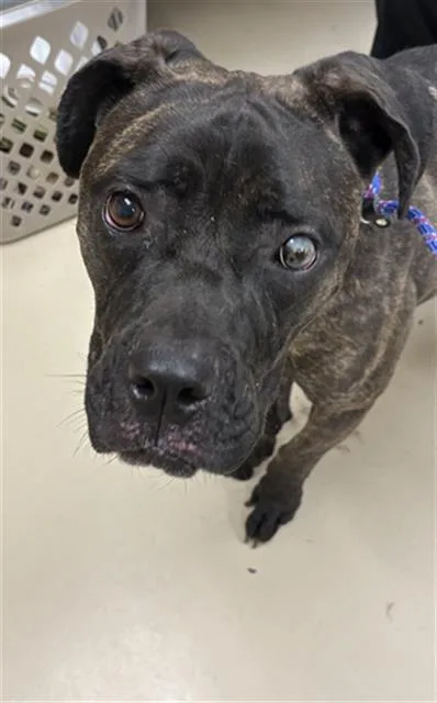 A young medium-sized female Cane Corso dog named Tina for adoption in Aliquippa, PA