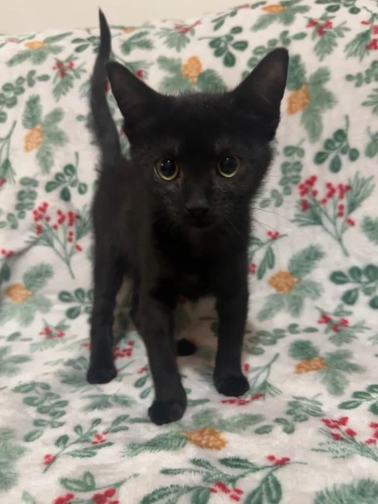 A baby large-sized female Domestic Short Hair cat named Licorice for adoption in Augusta, GA