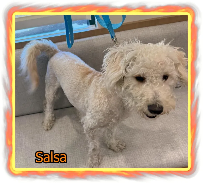 A young small-sized male Bichon Frise dog named Salsa IL for adoption in Tulsa, OK