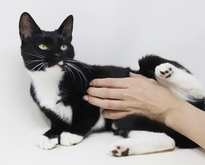 Willow is a snuggle thumbnail 2