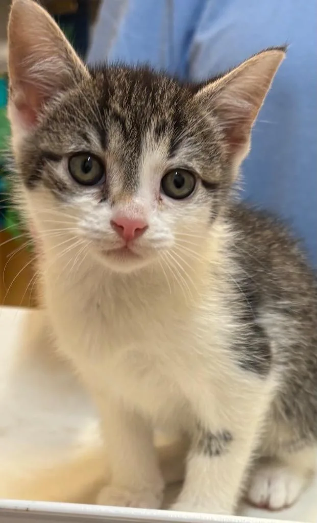 A baby small-sized female Domestic Short Hair cat named Corty for adoption in Elizabethton, TN