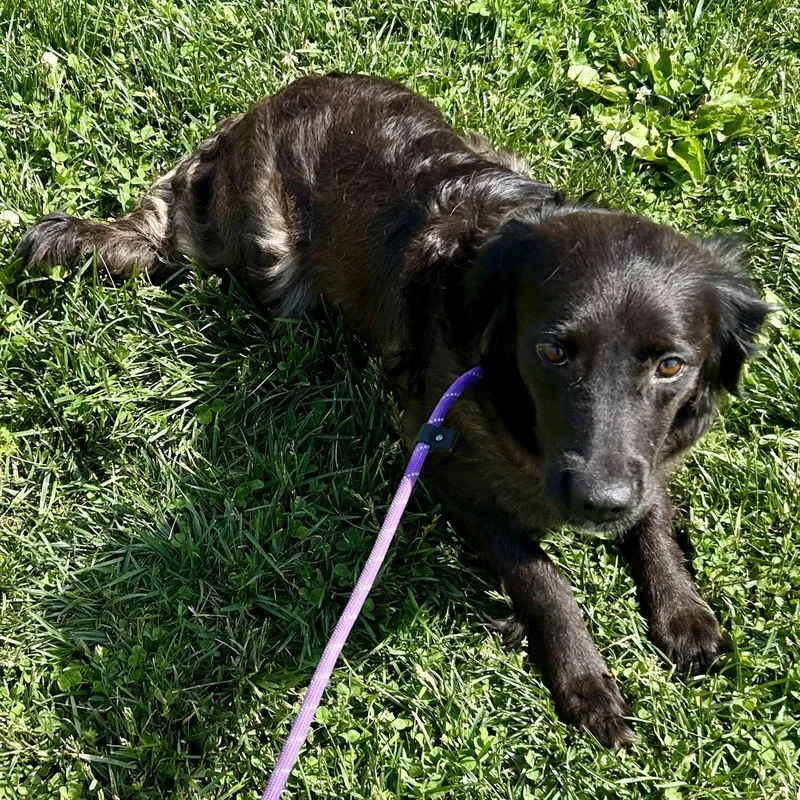 An adult medium-sized female Golden Retriever dog named Ziggy for adoption in Norwood, OH
