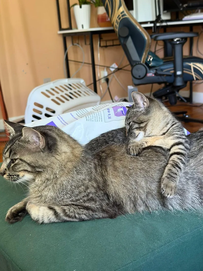 A baby medium-sized female Tabby (Gray / Blue / Silver) Domestic Short Hair cat named Pumpernickel for adoption in Manhattan, KS
